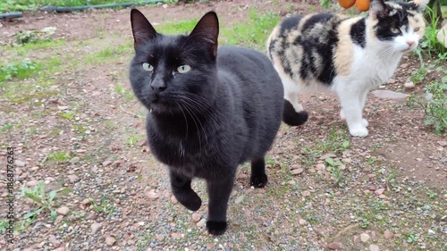 Obese cat cannot walk due to its illness. Malnutrition problems in stray cats. Obesity in cats