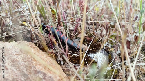 Berberomeloe majalis insect walks among the small grasses and colorful flowers