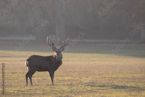 A large red deer stag photographed on an autumn day.