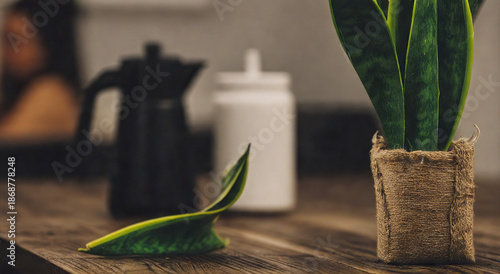 A small potted snake plant on a wooden table with a fallen leaf