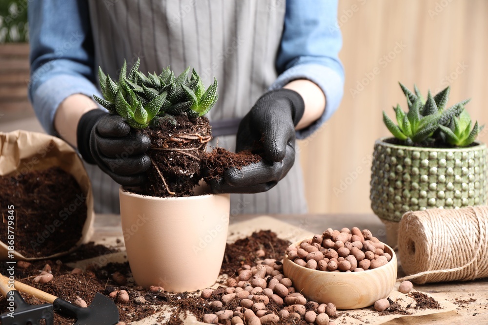 Fototapeta premium Woman transplanting Haworthia into pot at table indoors, closeup. House plant care