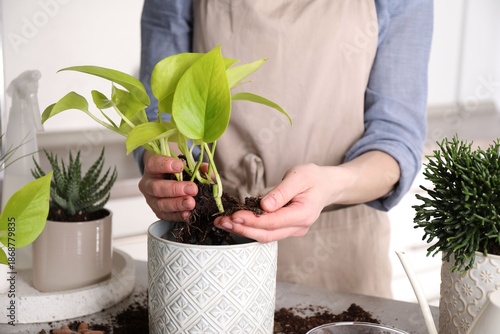 Quadro su tela Woman transplanting Scindapsus into pot at table indoors, closeup