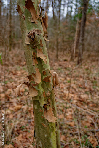 Young sycamore tree closeup