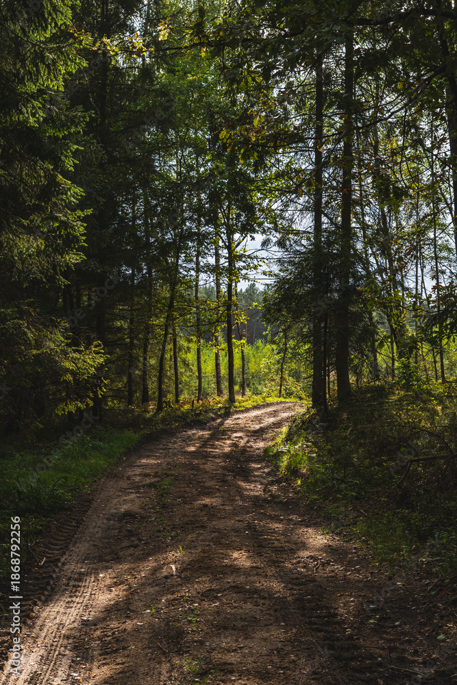 Fototapeta premium Landscape with a dirt road through the forest during a summer sunny day
