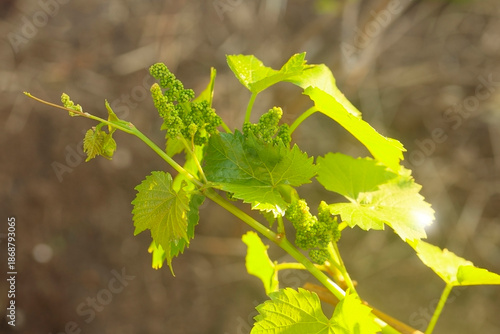 branch of grapes with buds in garden