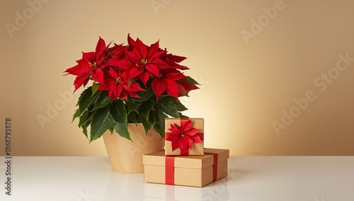 Red Poinsettia Plant With Wrapped Gifts on a Plain Background During Holiday ...