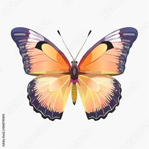 Orange and Cream Butterfly Vector Illustration with Symmetrical Wings