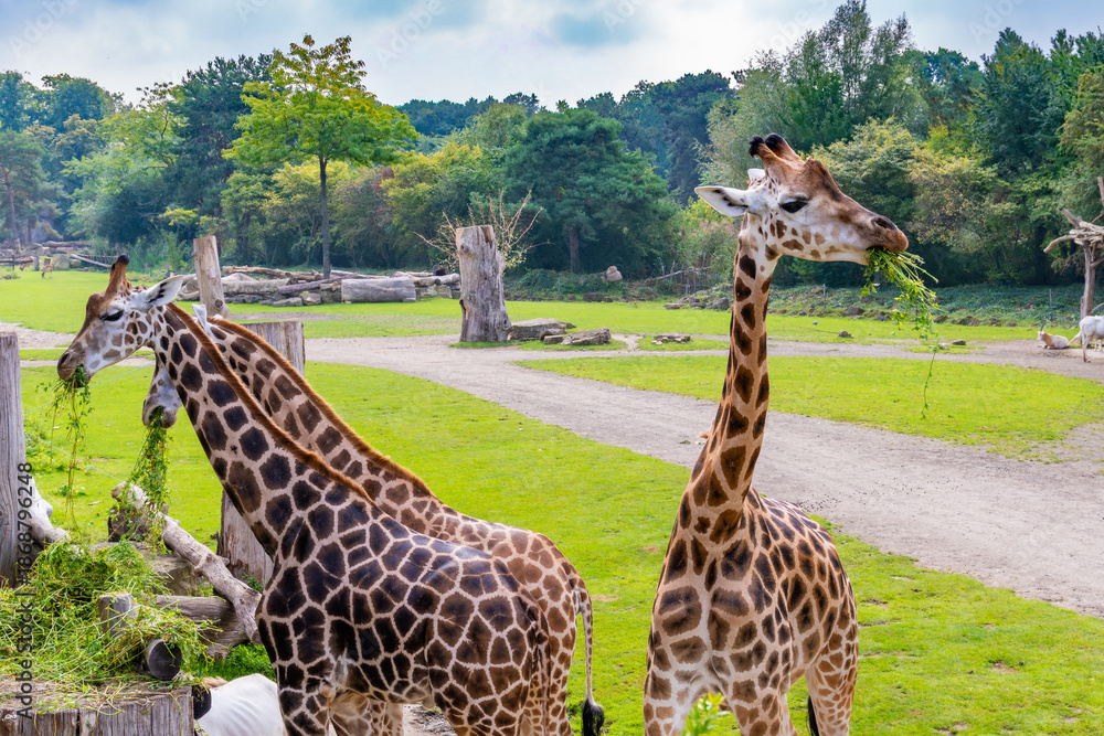 Obraz premium Giraffes Grazing in Open Savannah Habitat