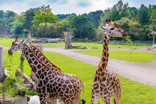 Photography Giraffes Grazing in Open Savannah Habitat