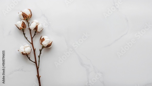 Cotton Branch Rests on a Smooth Surface With a Simple Background and Muted Co...