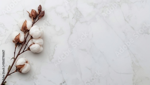 Cotton Branch Rests on a Smooth Surface With a Simple Background and Muted Co...