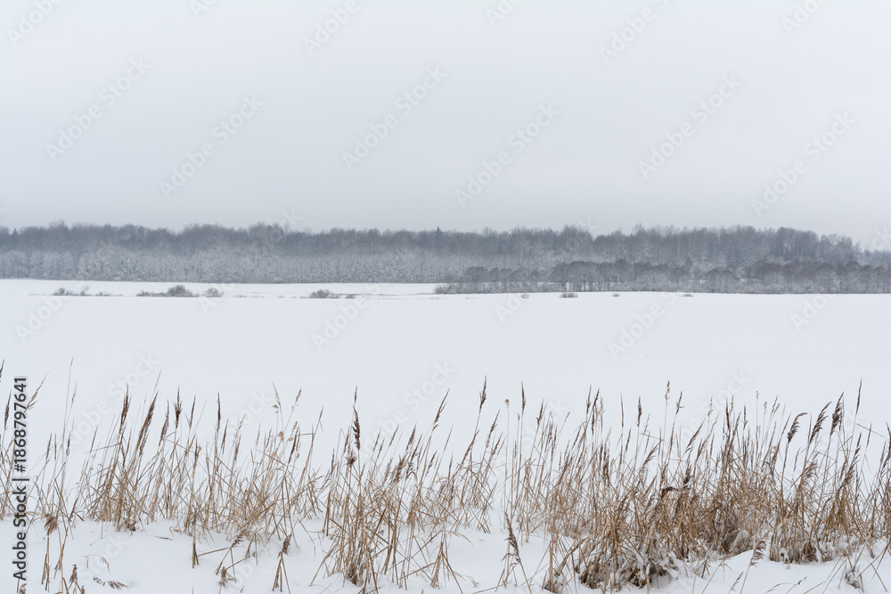 Fototapeta premium Vast snow-field under soft grey sky, low grass clumps form gentle leading line to distant hazy woods, falling flakes, minimal winter zen.