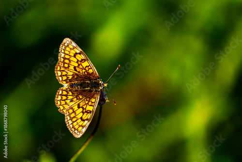 Melitée des linaires, papillon femelle, vue dorsale
