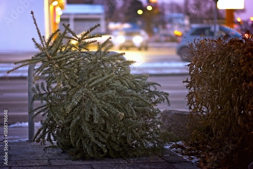 Discarded christmas tree after the Holiday on the sidewalk by night. 
