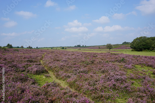 purple heather in open heath moorland. beautiful natural landscape in summer