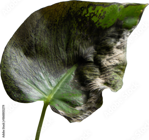 Dying leaf of a monstera plant, transparent background, png