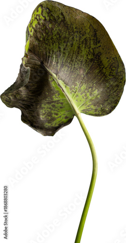 Dying leaf of a monstera plant, transparent background, png