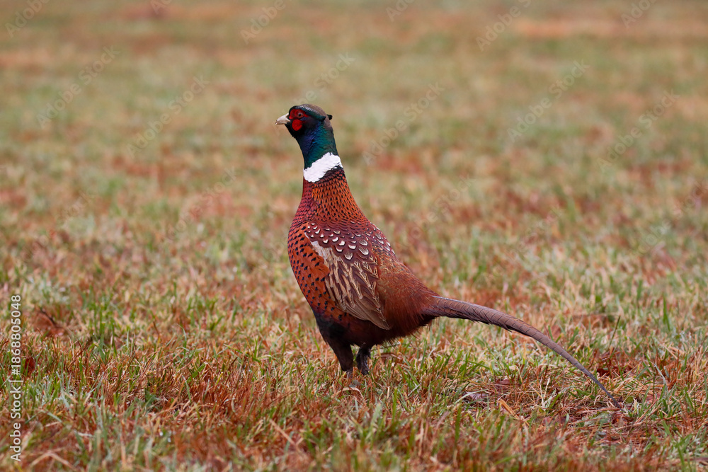 Fototapeta premium male pheasant in the field