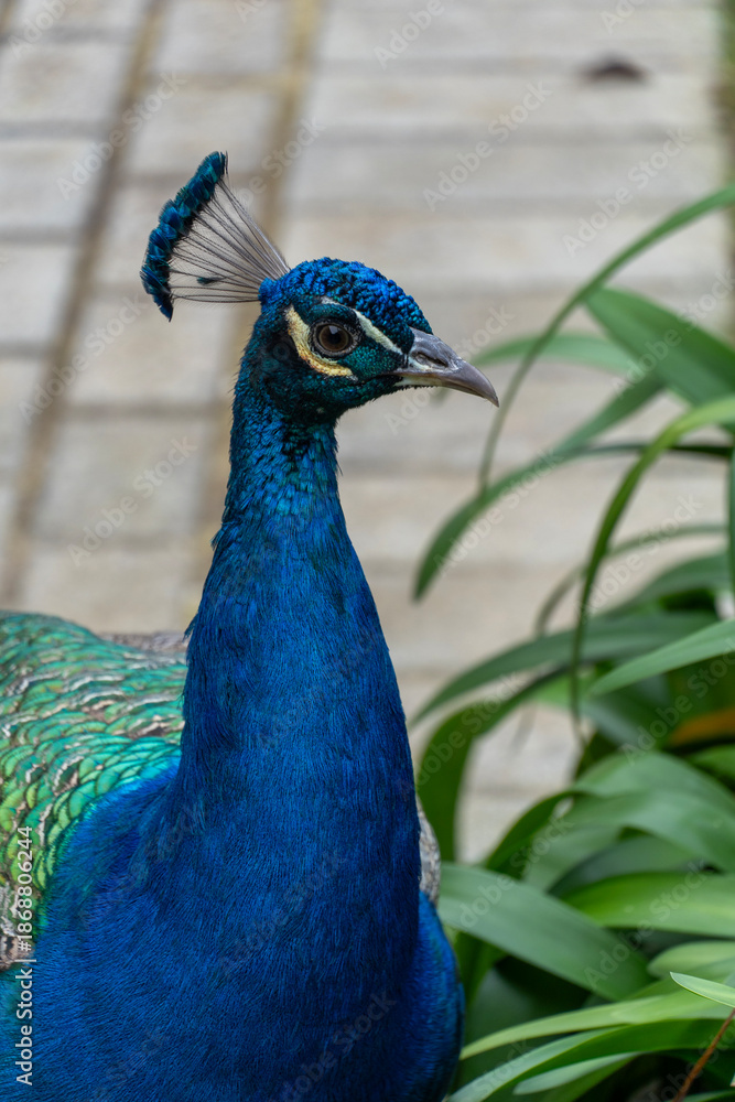 Fototapeta premium Close-up profile of a vibrant blue Indian peafowl (Pavo cristatus) showing detailed head feathers and crest against a soft bokeh garden background.