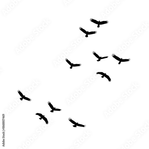 Flock of birds flying together.