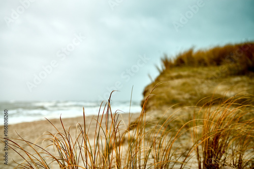 Bilde på lerret Golden grasses sway on a coastal bluff overlooking the misty ocean