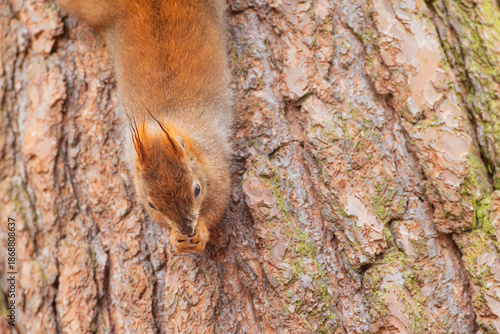 A close-up of red squirrel (Sciurus vulgaris) climbing on tree trunk vertical is able hanging head up or down in autumn nature. Warm toned wildlife take with rodent animal.