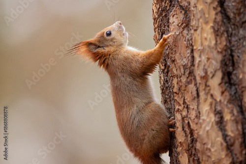 A close-up of red squirrel (Sciurus vulgaris) climbing on tree trunk vertical is able hanging head up or down in autumn nature. Warm toned wildlife take with rodent animal.