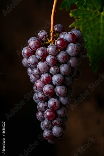 Fresh Grapes Hanging on a Vine With Dark Background in a Fruit Display