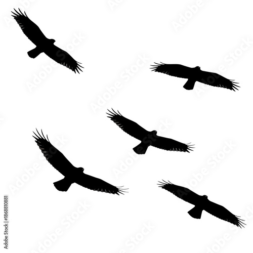 Silhouette of flying birds together.