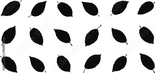leaf, leaves, elm, silhouette, black, nature, foliage, plant, vector, illustration, isolated, transparent, background, collection, set, graphic, design, element, drawing, image, outline, shape, botani