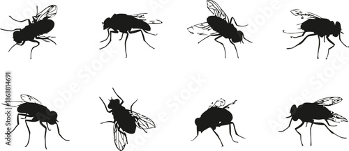 housefly, silhouette, transparent, background, vector, illustration, insect, fly, close up, nature, ecology, summer, biology, agriculture, science, pest, bug, animal, wildlife, collection, set, design
