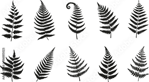 fern, leaf, silhouette, plant, nature, green, botanical, foliage, tropical, isolated, vector, graphic, design, element, illustration, drawing, art, outline, shape, artistic, style, icon, symbol, flora