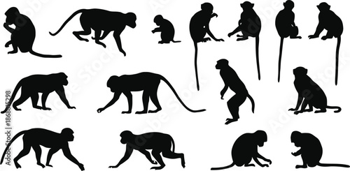 monkey, animal, silhouette, mammal, primate, wildlife, jungle, zoo, shape, vector, crawl, walk, sit, stand, isolated, design, element, black, monochrome, nature, ape, illustration, graphic, clipart, d