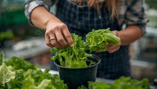 Woman Prepares Fresh Greens in a Kitchen With Various Types of Lettuce and Ce...