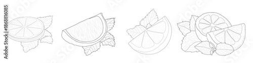 Minimalistic, hand-drawn lemon slices and wedges with mint leaves in a linear style. A set of botanical citrus illustrations for food packaging, menu design, beverage labels, organic products, and hea