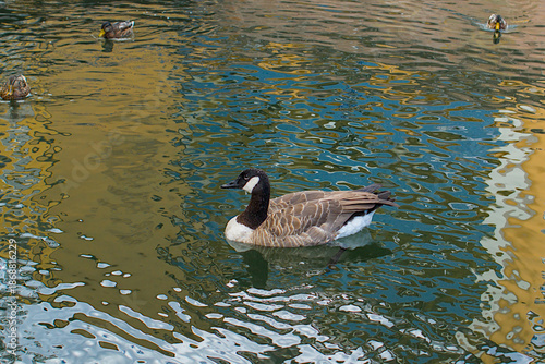 A canada goose glides through rippled water, its dark neck and white patch mirrored by wavering reflections. Ducks drift behind, softened by distance. Colors swirl quietly across the pond.