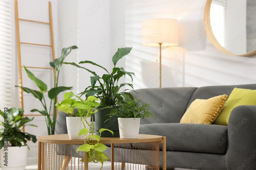 Fototapeta premium Comfortable sofa, coffee table and different potted houseplants indoors