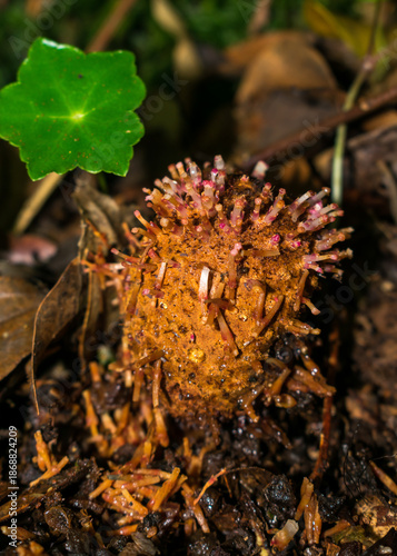 Inflorescence of Helosis brasiliensis, holoparasitic plant in Sao Francisco de Paula, South of Brazil