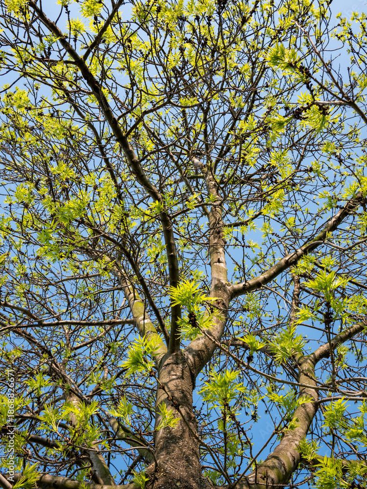Fototapeta premium Spring tree branches with fresh green leaves against blue sky