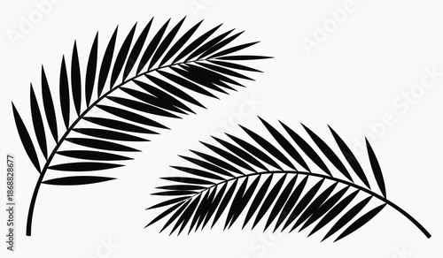 Black silhouette of two palm leaves on white background
