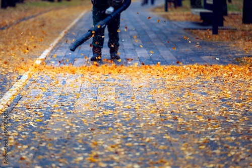 Wallpaper Mural Worker in uniform using a leaf blower to clear fallen yellow autumn leaves from a park path. Seasonal maintenance Torontodigital.ca