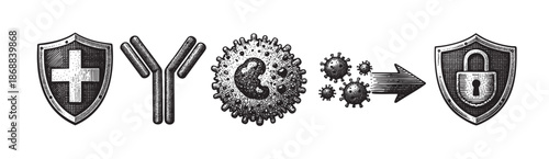 Stylized black and white illustration depicts the immune system's defense mechanism, showing antibodies and white blood cells fighting viruses and leading to a protected shield with a lock.