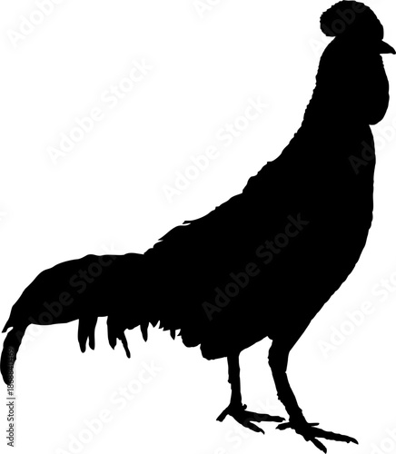 simple vector image of a bird in the form of a silhouette of a rooster on a white background