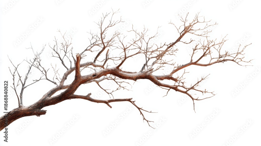 Fototapeta premium Leafless branches of a weathered tree on white background.