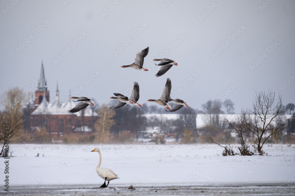 Fototapeta premium A flock of greylag geese in flight over a frozen lake
