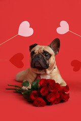Cute French bulldog with roses and hearts on red background. Valentine's Day celebration