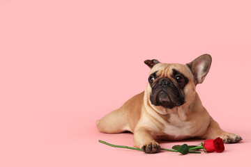 Cute French bulldog with rose lying on pink background. Valentine's Day celebration