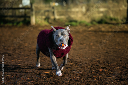 2025-12-28 A OLDER GREY COLORED PITBULL WITH A BALL IN ITS MOUTH WEARING A PURPLE SWEATER AT THE OFF LEASH DOG AREA AT MARYMOOR PARK IN REDMOND WASHINGTON
