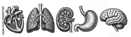 A detailed black and white illustration features a collection of vintage medical organs including a heart, lungs, kidney, stomach, and brain, presented in an artistic engraving style.