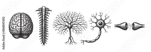 Vintage woodcut style illustration showing a human brain, spinal cord, neuron dendrites, a nerve cell body, and a synapse for medical or scientific concepts.